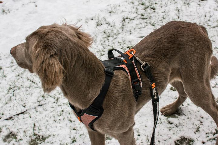 Produktbild Non-Stop Dogwear Strong Leash (Hund)