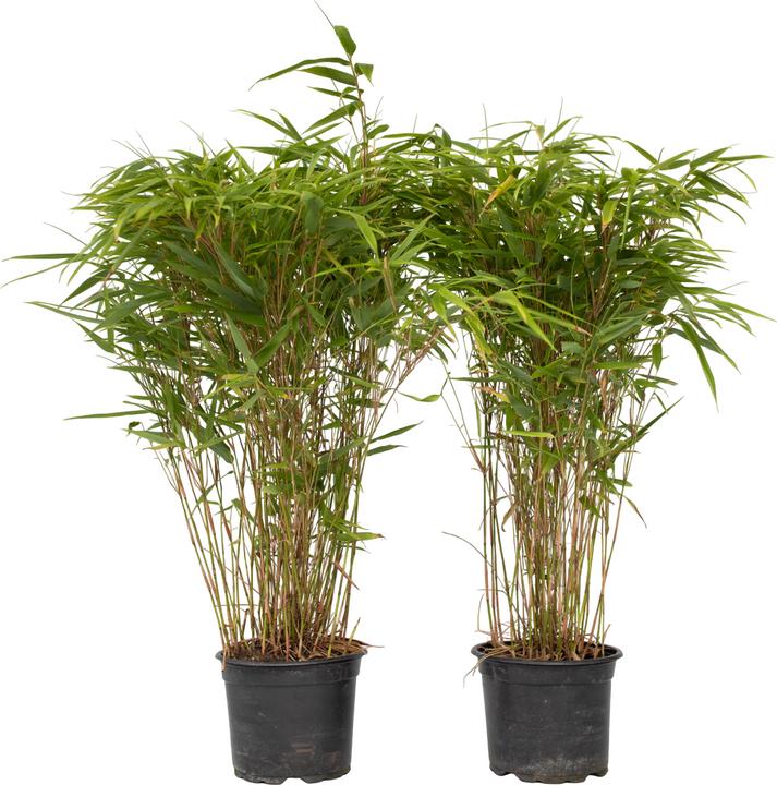 Immagine prodotto Plant in a Box Fargesia nitida 'Gansu' (70 cm)
