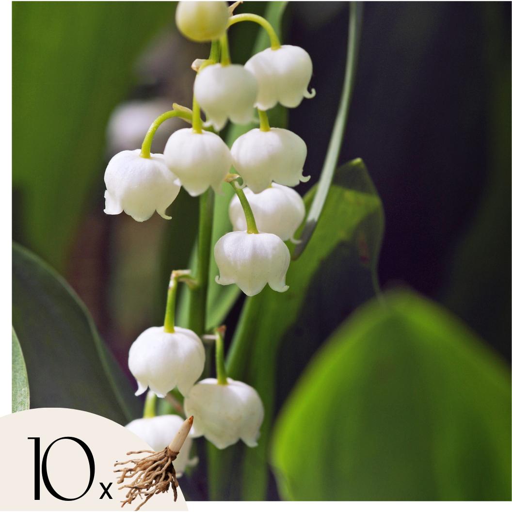 Plant in a Box, Pflanzen, Convallaria Majalis - (10 cm)
