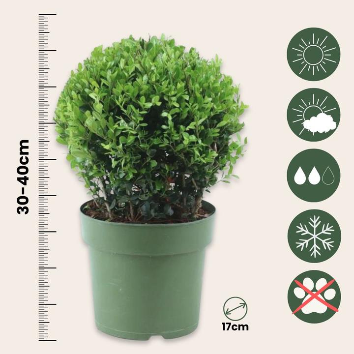 Produktbild Plant in a Box Ilex crenata 'Jenny' - 2er-Set Japanische Stechpalme (30 cm)
