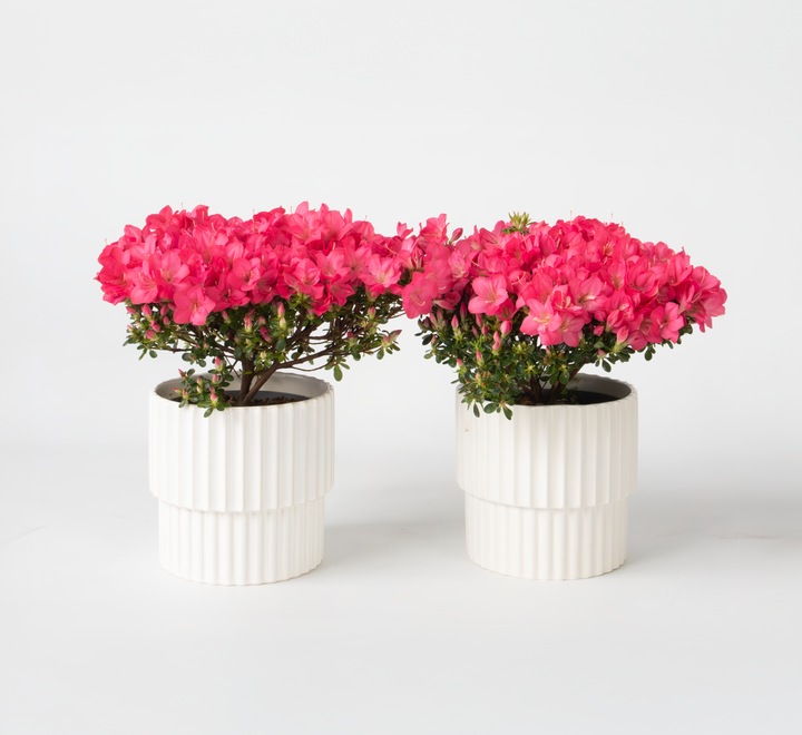 Produktbild Plant in a Box Rhododendron azalea 'Anouk' - 2er Set Azalee (25 cm)
