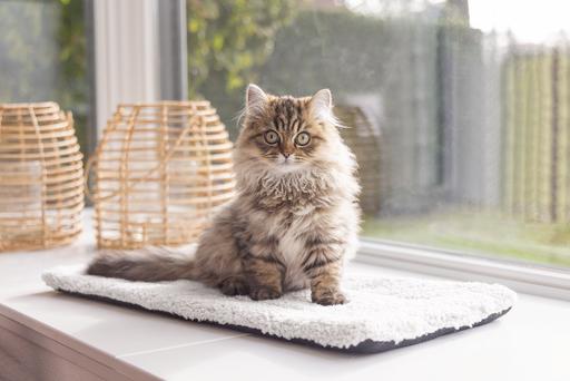 Actual product image Beeztees Fensterbankmatte Moos (Cat)