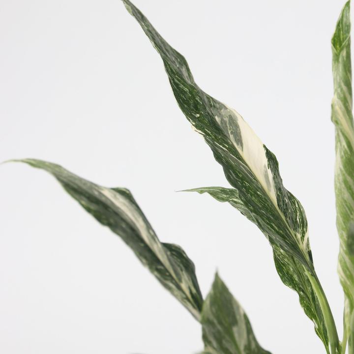 Produktbild Plant in a Box Spathiphyllum Diamond - Diamant-Efeu (40 cm)