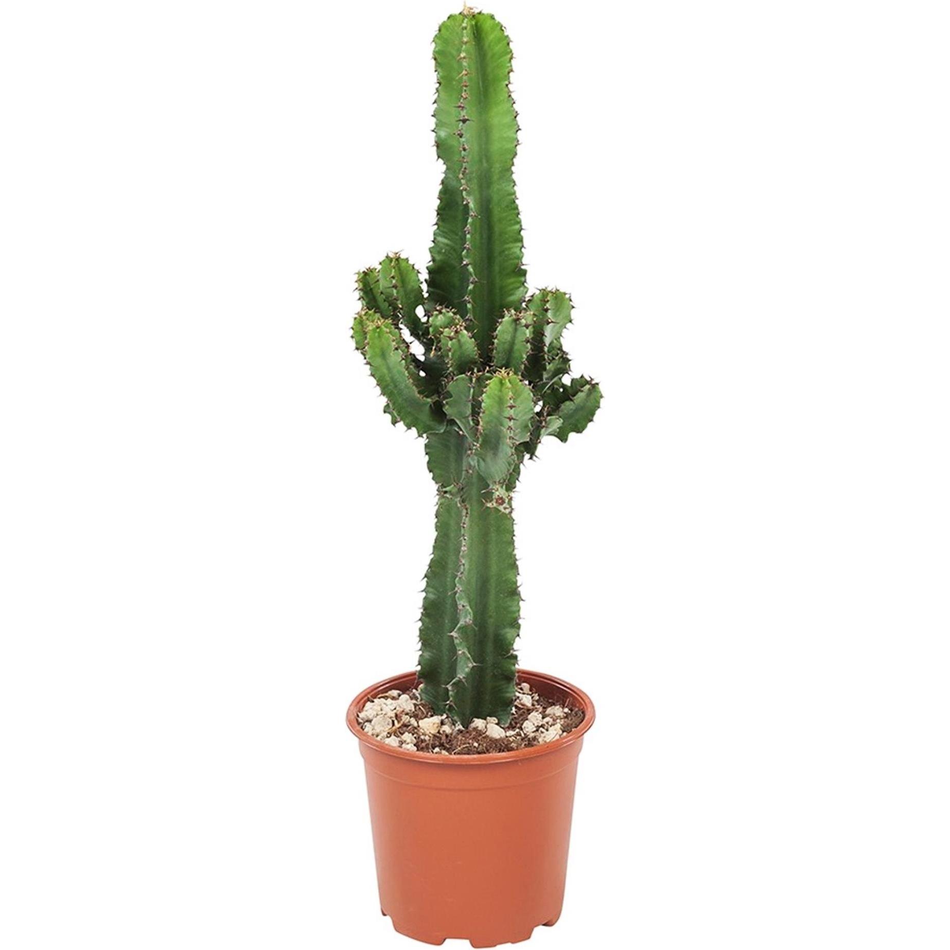 Plant in a Box, Pflanzen, Euphorbia ingens - Kandelaber Euphorbie Kaktus (50 cm)
