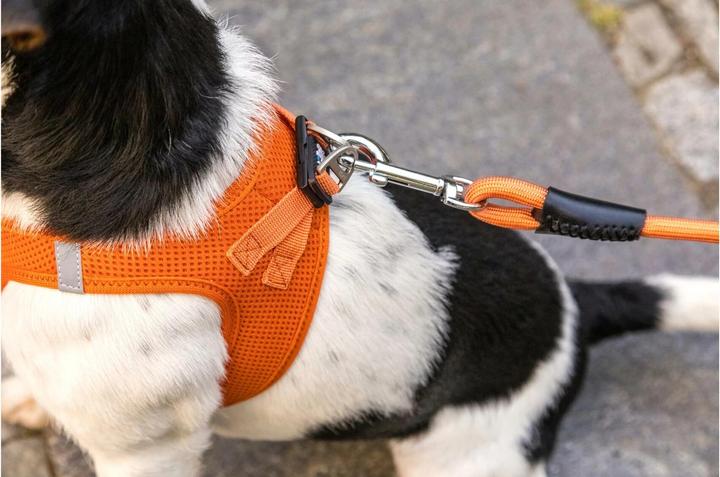Productafbeelding Curli Stretch Comfort ø 10 mm / 1,8 m hondenriem, Robijn (L, Hond, Algemeen)
