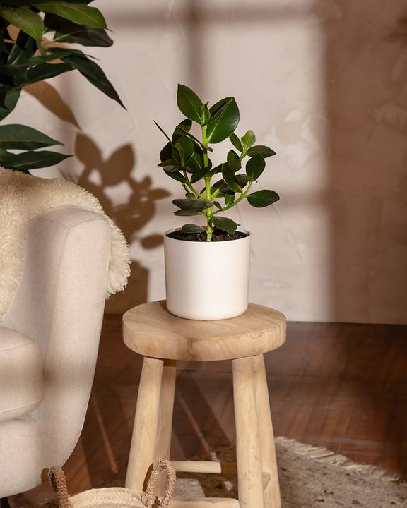 Actual product image feey Lumi (16 cm)