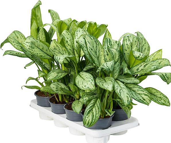 Produktbild Mahaloplants Aglaonema Maria Christina (35 cm)