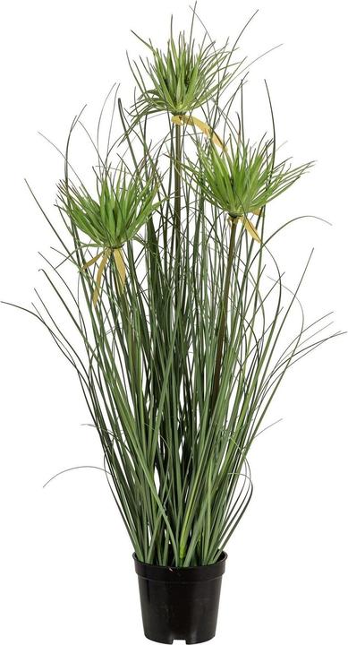 Immagine prodotto Botanic-Haus Pianta artificiale Papiro 3x, Verde (70 cm)