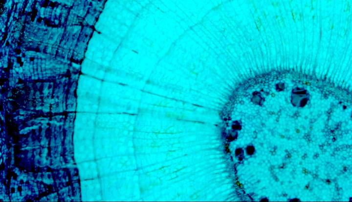 Actual product image Celestron Microdirect 1080p 220x Digital Microscope