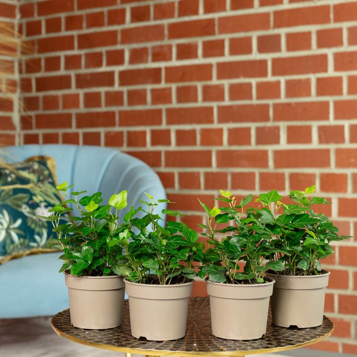 Produktbild Flowerbox 4er-Set Gemeiner Efeu - Hedera helix (15 cm)