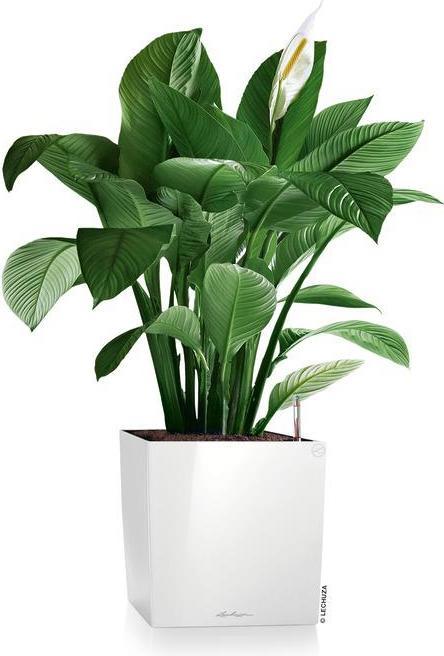 Produktbild Lechuza Cube (29.50 x 29.50 x 30 cm)