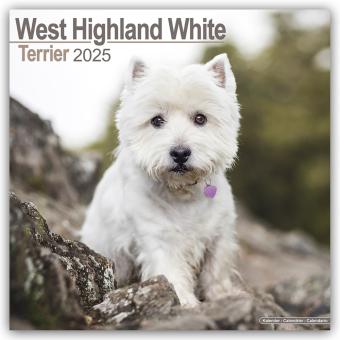 Produktbild West Highland White Terrier - Westies 2024 - 16-Monatskalender (305 x 305 mm, Deutsch)