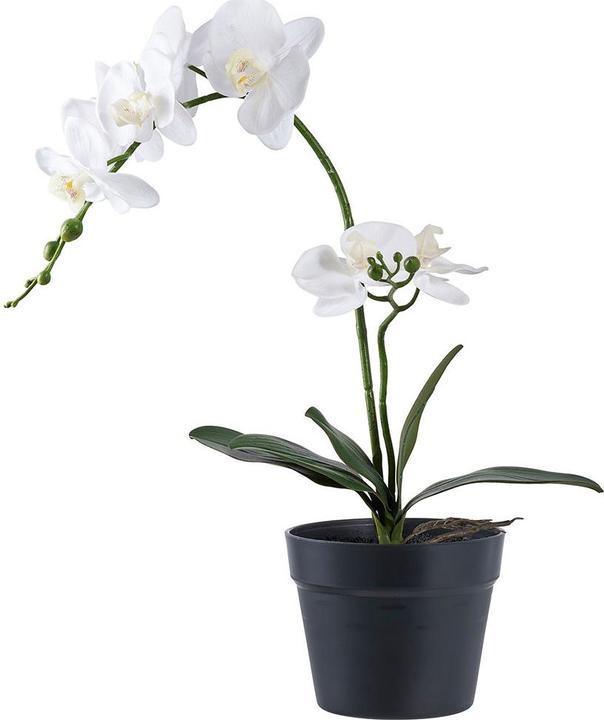 House Nordic Orchid (47 cm)