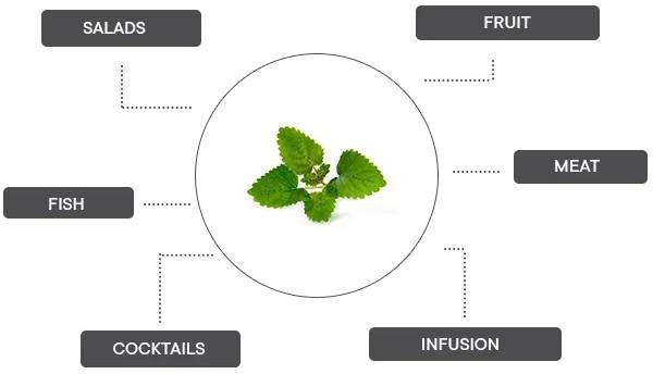Produktbild Véritable Lingot Lemon Balm (Kräutersamen)