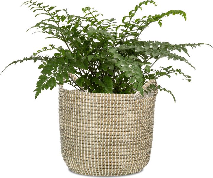 Produktbild Scheurich Seagrass 32 (32 x 30.50 cm)