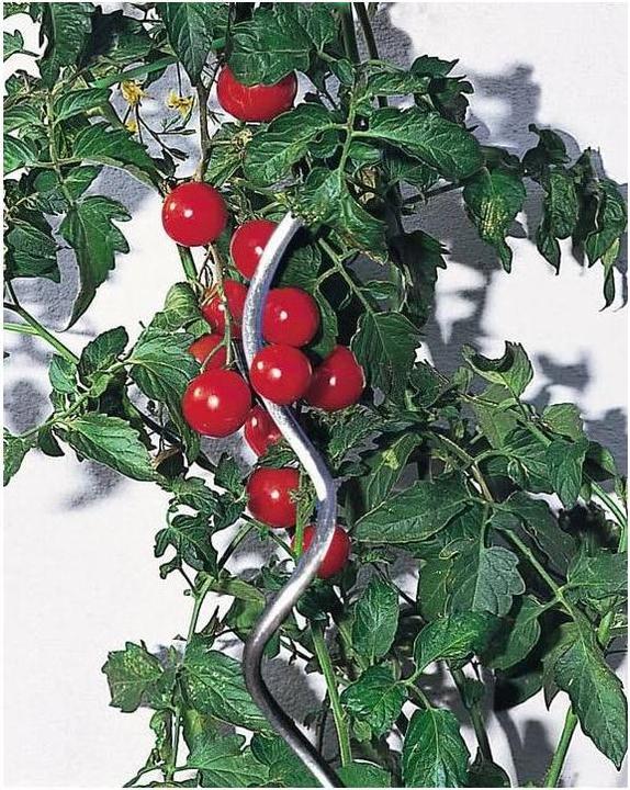 Immagine prodotto Windhager Barretta a spirale di pomodoro (6 cm, 6 cm)