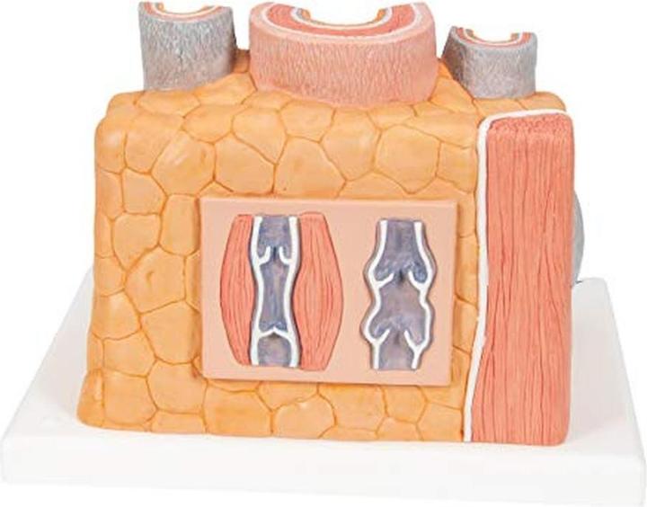 Image du produit 3B Scientific Microanatomie artère et veine humaine - 14x agrandissement