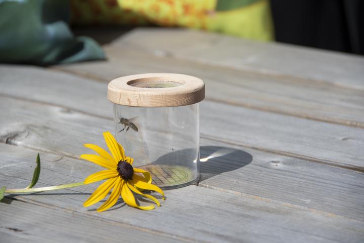 Actual product image Gardenlife Insect study jar