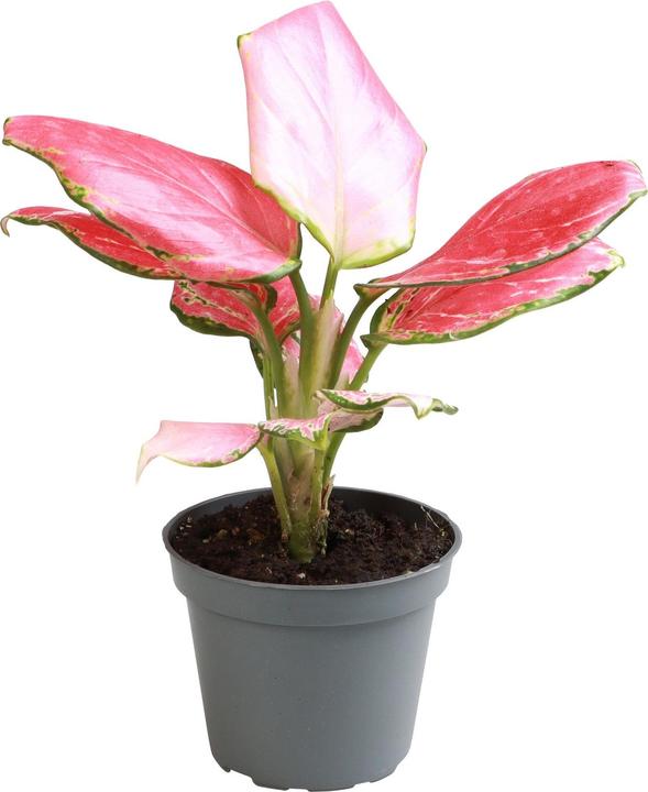 Mahaloplants Aglaonema Red Dragon (8 cm, Frisch umgetopft)