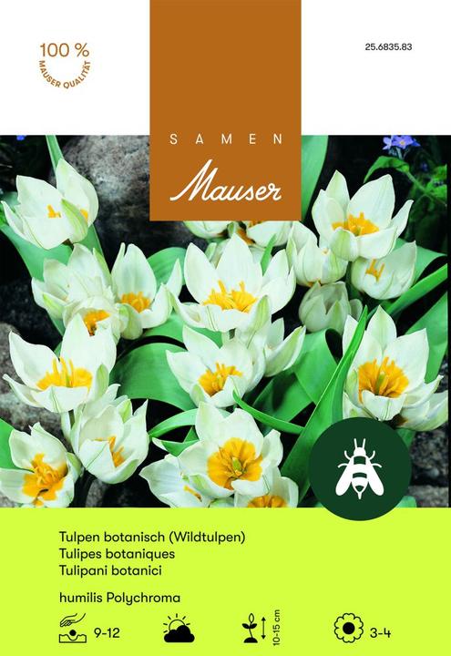 Produktbild Samen Mauser Polychroma Botanische Tulpe (Blumenzwiebeln)