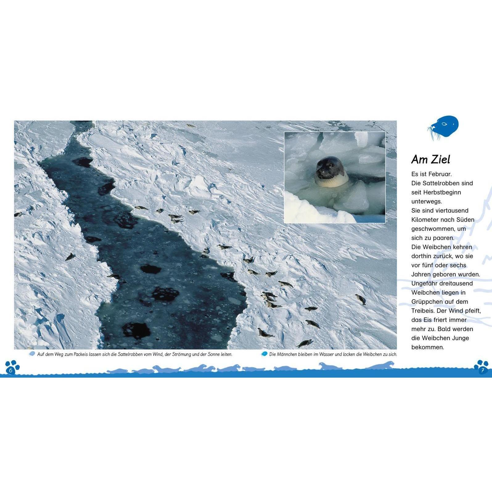 Thumbnail - Die Robbe, Kinderbücher von Valérie Tracqui