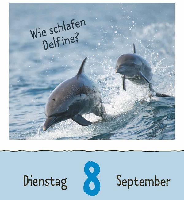 Produktbild Wie faul ist das Faultier? 2026 (12 x 16 cm)