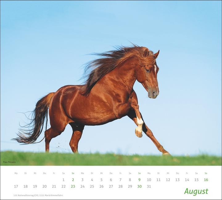 Produktbild times&more Pferde Bildkalender 2026