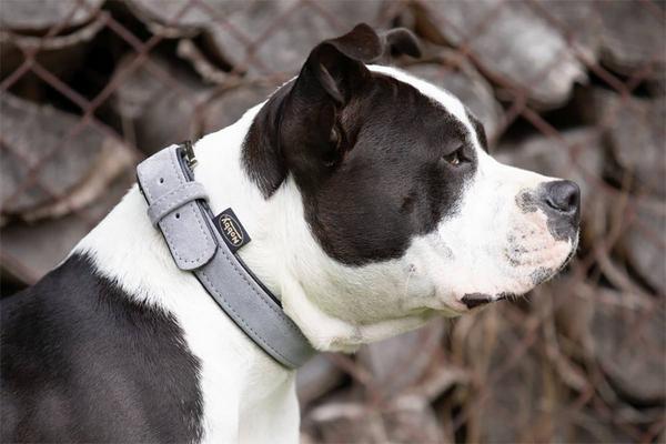 Produktbild Nobby Halsband Velours (M, Hund, Allgemein)
