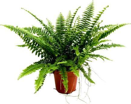 Actual product image Plantlovers Nephrolepis Exaltata (Schwertfarn) (35 cm, Freshly repotted)