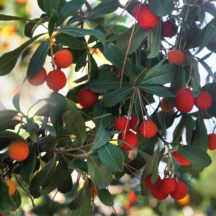 Immagine prodotto Plant in a Box Arbutus Unedo - set di 3 alberi di fragole (25 cm)