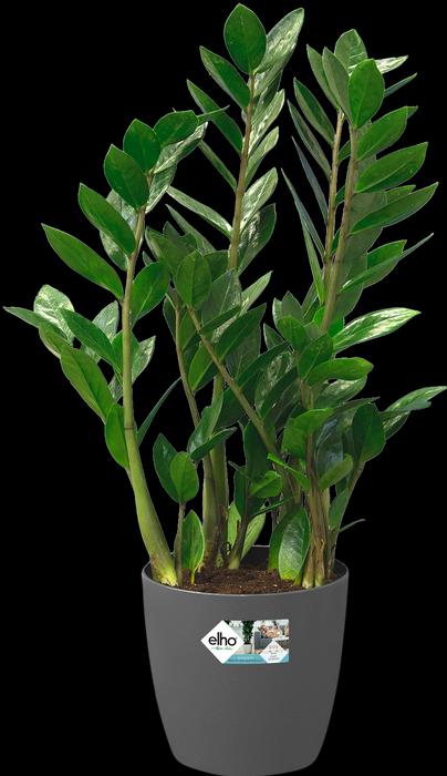 Produktbild Elho Brussels (35 cm)