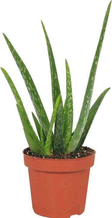 Plantlovers Aloe Vera (Echte Aloe) (35 cm, Freshly repotted)
