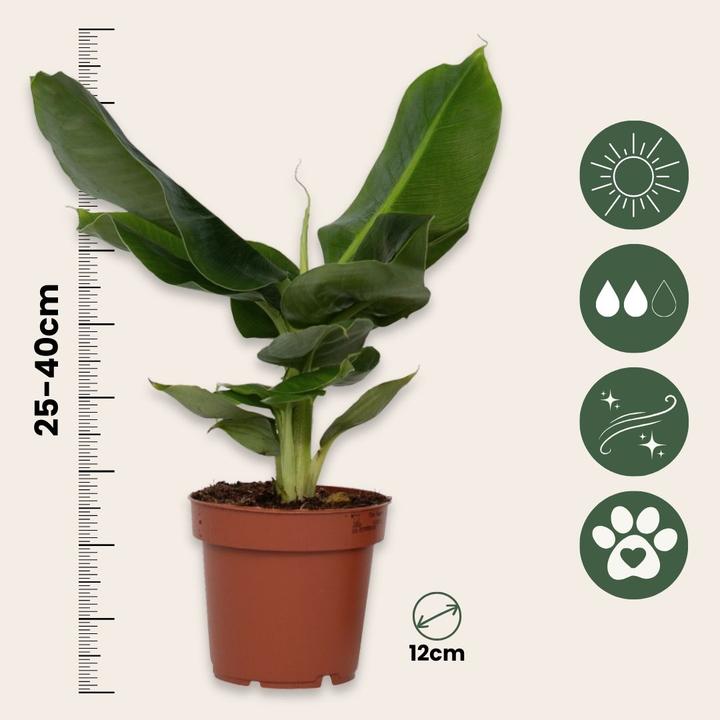 Plant in a Box Musa Orientale Nana - Set di 4 banane nane