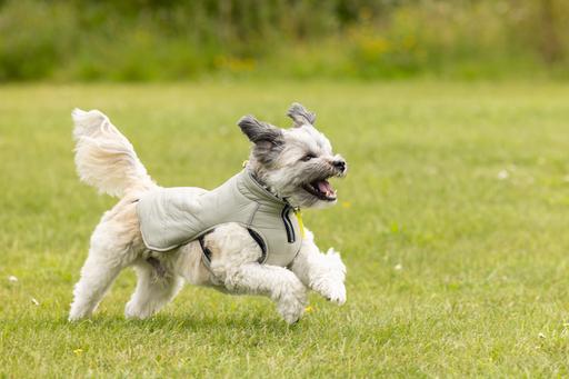 Actual product image Beeztees Bz Dog Coat Bobby Taupe 48 (48, Dog coat)