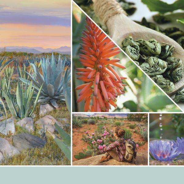 Actual product image Yankee Candle Aloe & Agave