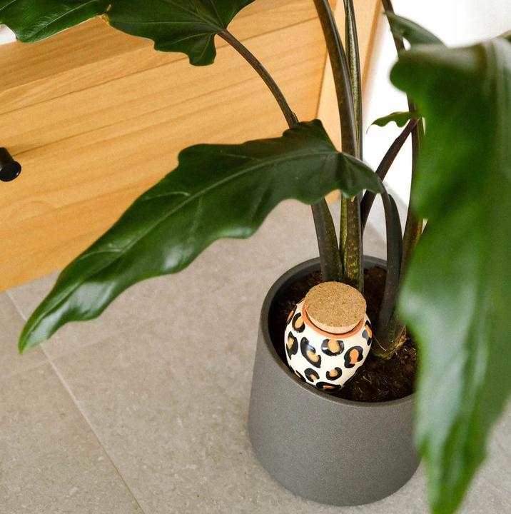 Image du produit Pepin Olla Leopard (Cône d'argile)
