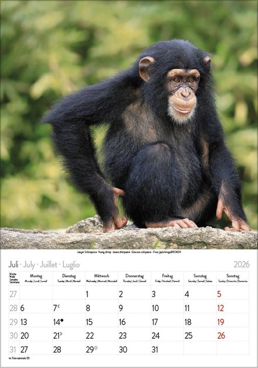 Produktbild Tierkinder 2026 (Harter Einband, Französisch, Englisch)