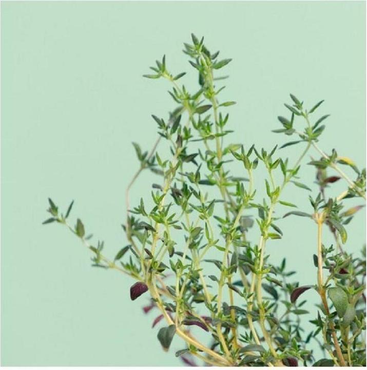 Produktbild Prêt à Pousser Thymian (Kräutersamen)