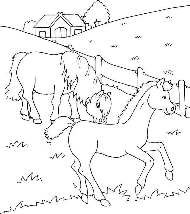 Immagine prodotto Tessloff Il mio grande libro da colorare. Cavalli