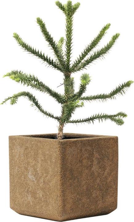 Image du produit Kirschke Rockline (35 cm)