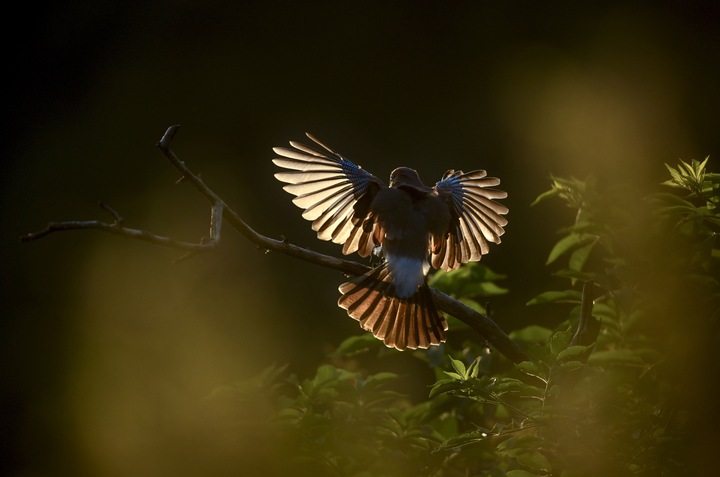 Immagine prodotto Nikon Z 9 (45.70 Mpx, Full frame / FX)