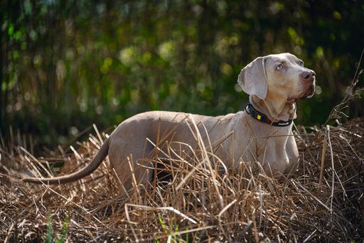 Actual product image Beeztees Bz Premi Halsbd Parinca Sw 45- (45, 46, 47, 48, 49, 50, Dog, General)