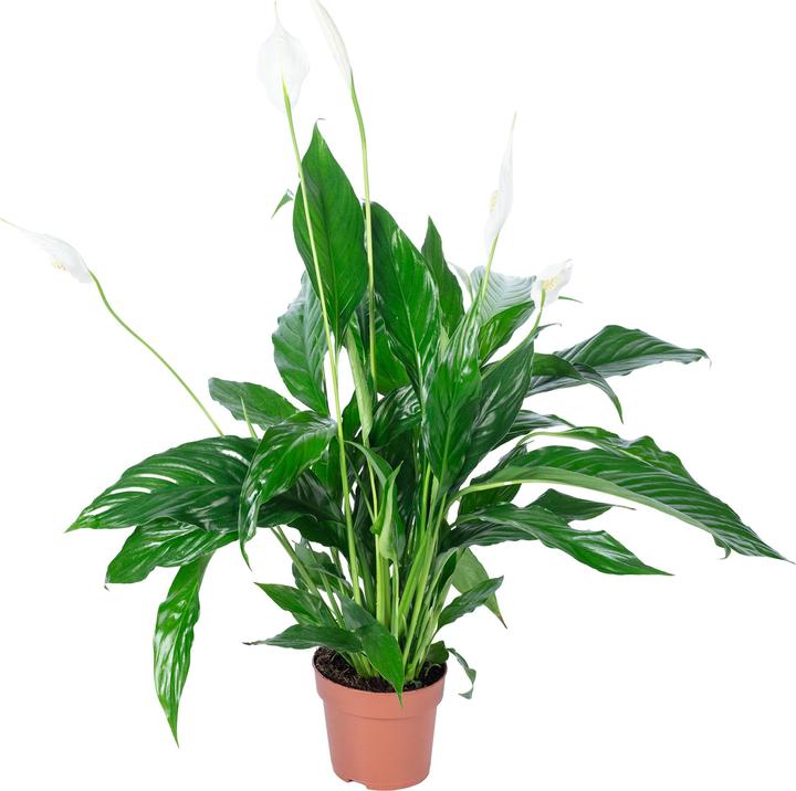Actual product image Flowerbox Einblatt - Spathiphyllum (50 cm)