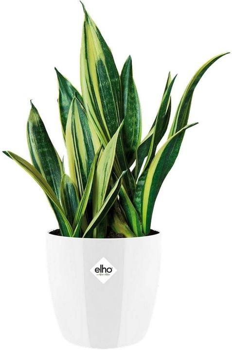 Produktbild Elho Brussels (16 x 15 cm)