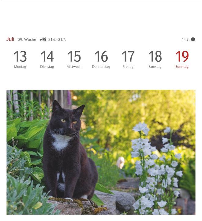 Actual product image Harenberg Katzen Postkartenkalender 2026 - Wochenkalender mit 53 Postkarten (Hardcover, German)