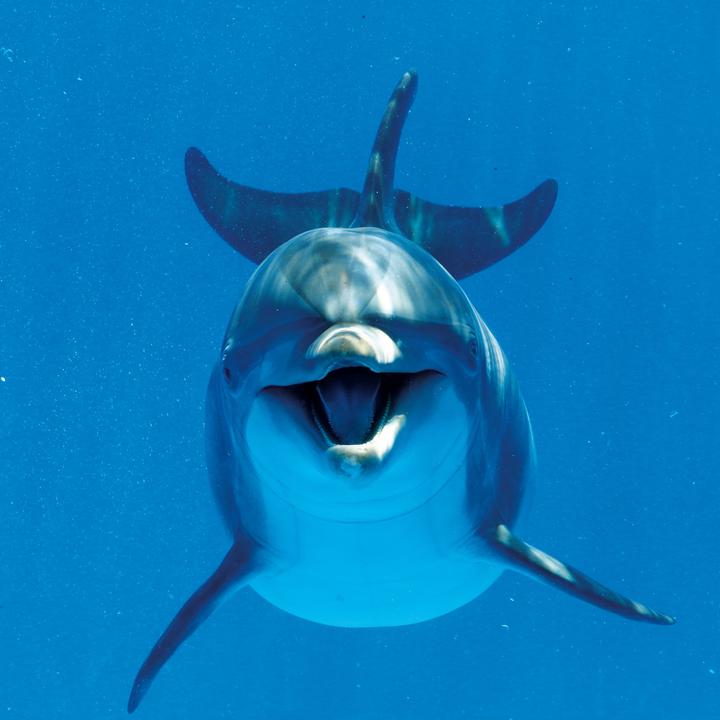 Produktbild Delfine/Dolphins 2026 (30 x 30 cm)