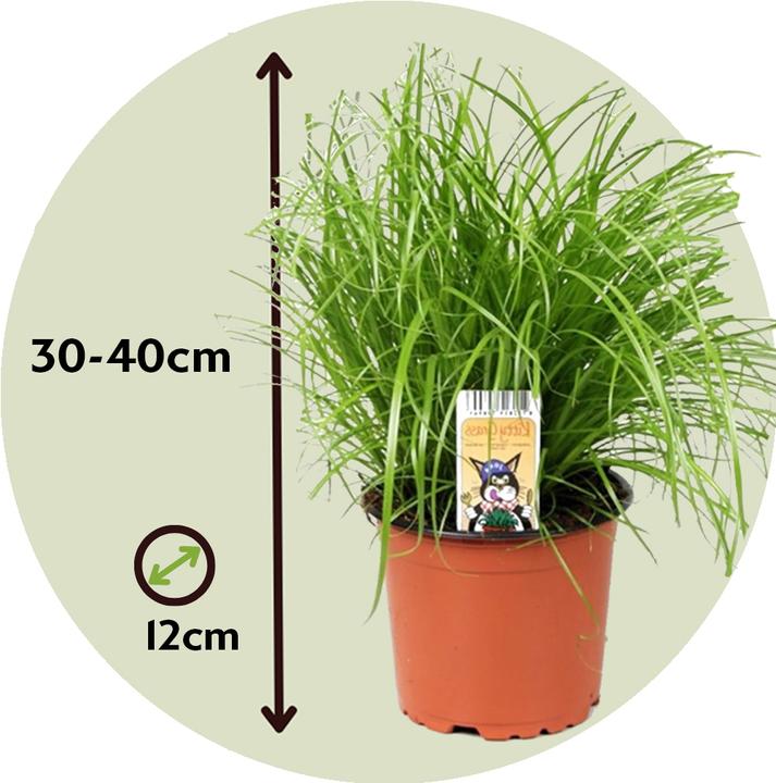 Produktbild Plant in a Box Cyperus zumula - 6er Set Zyperngras (30 cm)