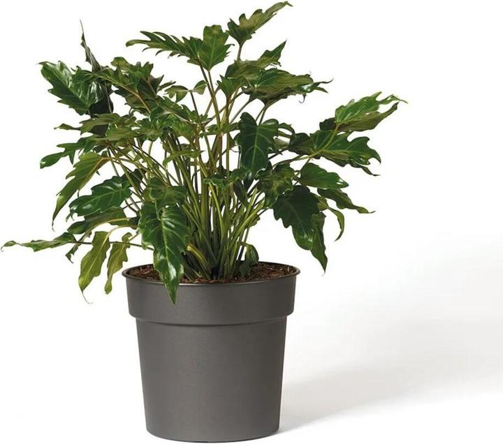 Produktbild Euro3plast Pflanzkübel Tellus Ø 40 cm anthrazit Greener (40 cm)