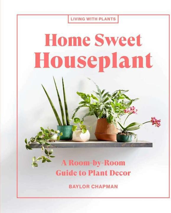 variegata shop Buy Monstera Albo Variegata ~ Variegated Houseplant – AroidHouse