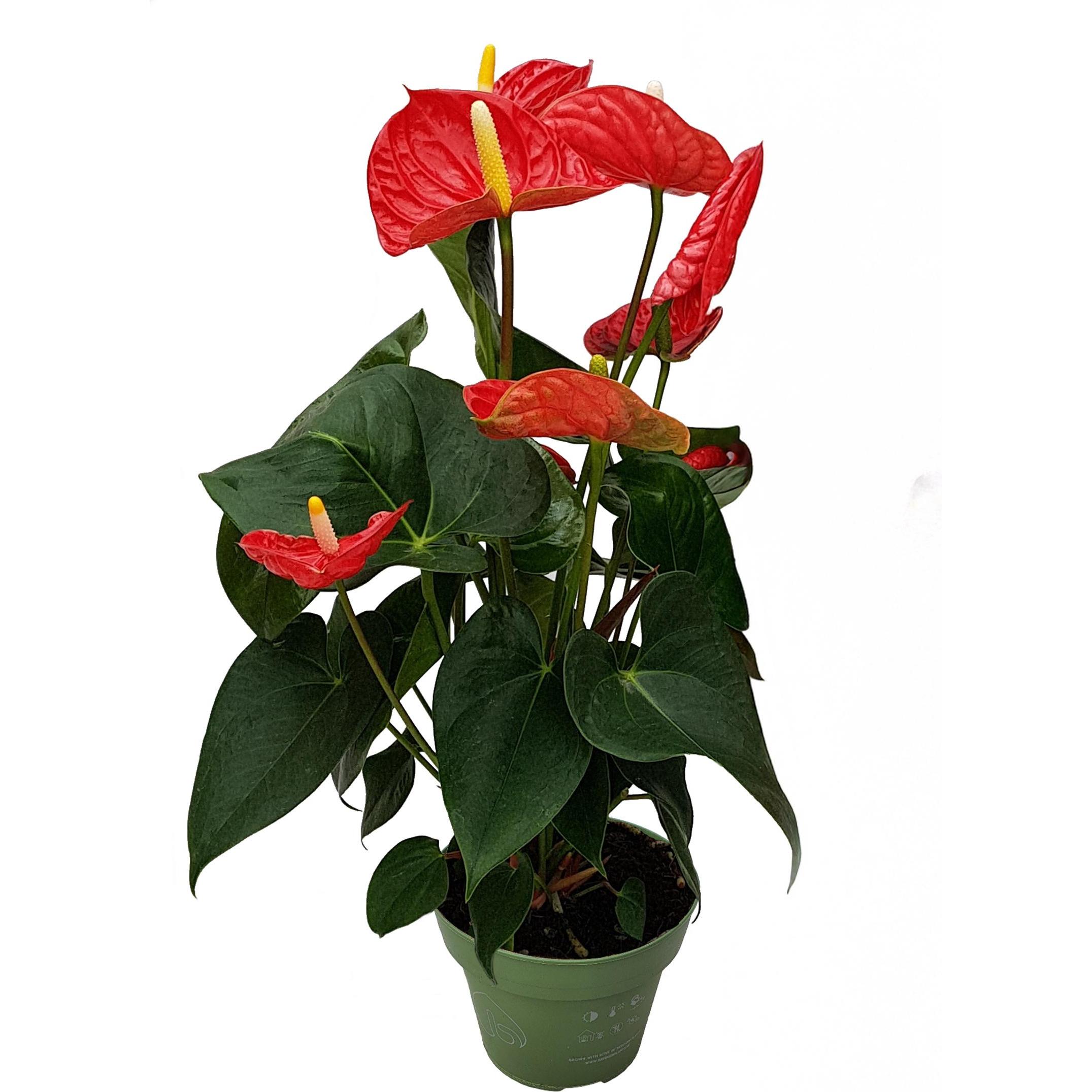 Plant in a Box, Pflanzen, Anthurium 'Madural Red' - (40 cm)
